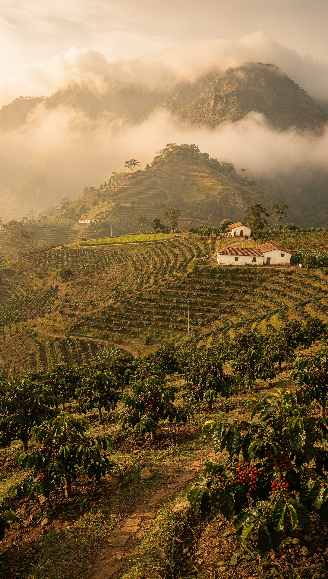 Columbia Huila - Specialty Coffee