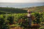 Rwanda fermier recolta